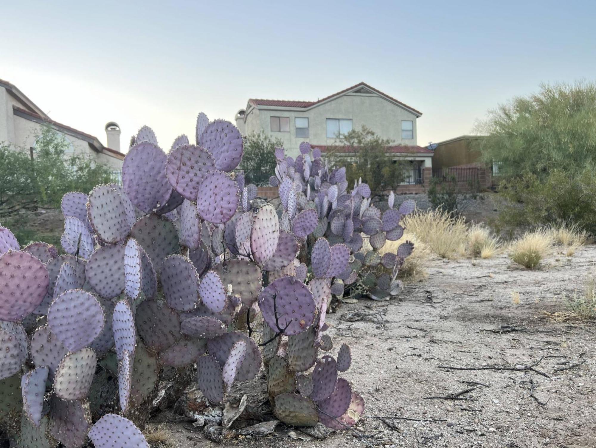 Private Home - Billiards, Mountain Views, Private Desert Access, Hoa Pool & Spa, Bbq, At Lambert Park - Bourbondale Tucson Eksteriør billede