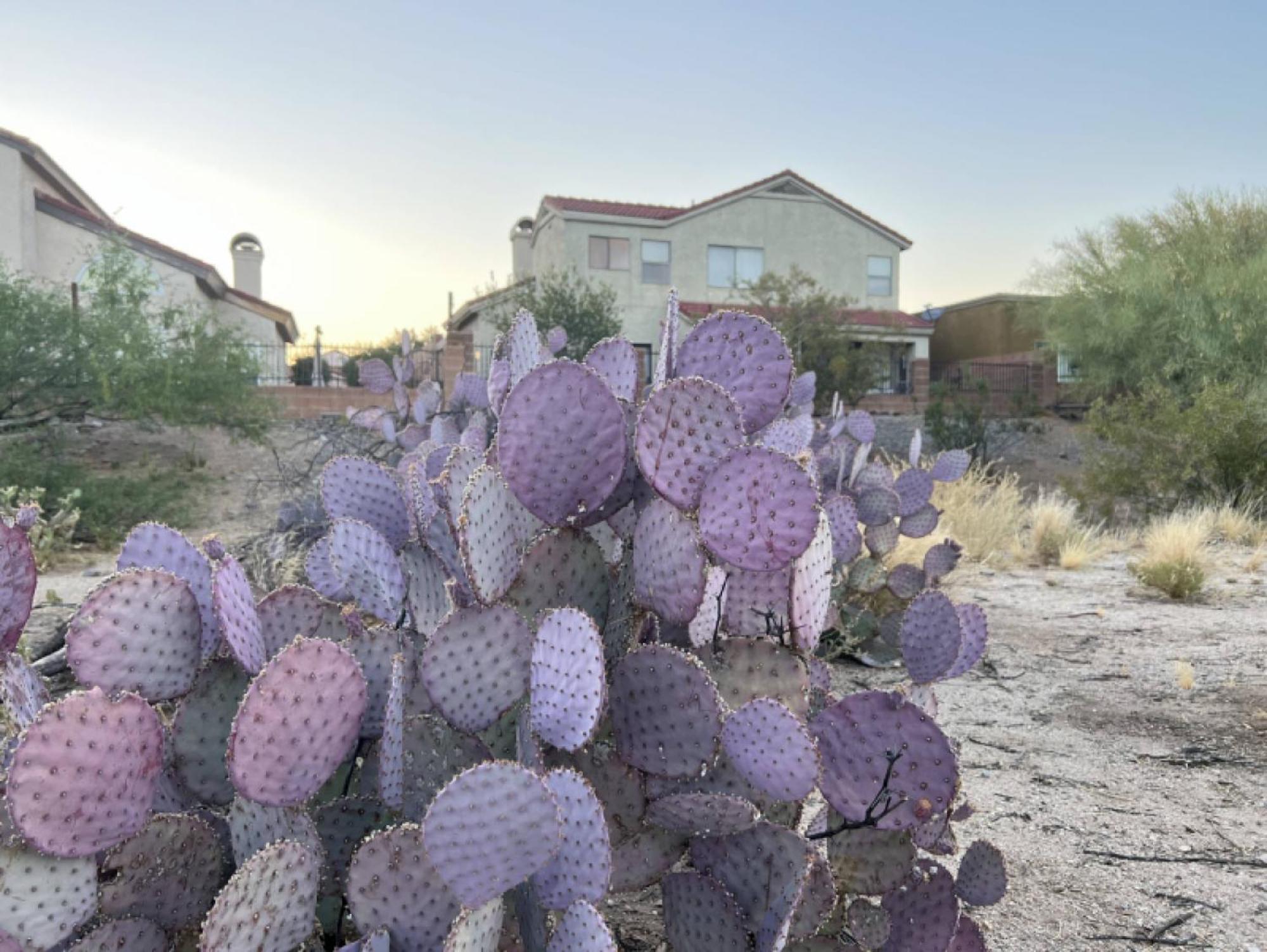 Private Home - Billiards, Mountain Views, Private Desert Access, Hoa Pool & Spa, Bbq, At Lambert Park - Bourbondale Tucson Eksteriør billede